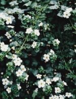 lift 6-pack - Image 6